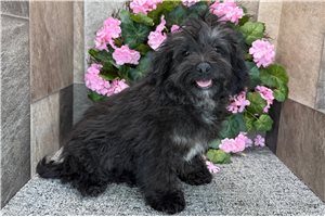Chief - Aussiedoodle for sale