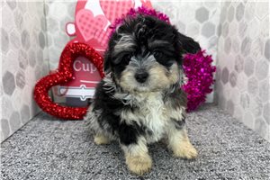 Carol - puppy for sale