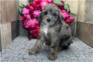 Phillip - Aussiedoodle for sale
