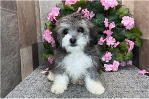 Carrie - Aussiedoodle for sale