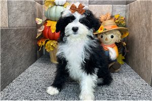 Peaches - Aussiedoodle, placed in South Bend / Michiana
