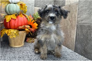 Poppy - Aussiedoodle for sale