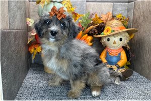 Poppy - Aussiedoodle for sale