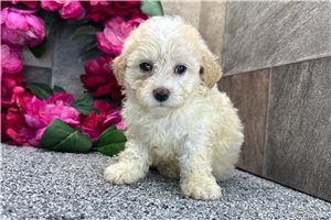 Sierra - Aussiedoodle for sale