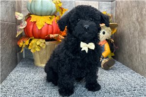 Ricardo - Aussiedoodle for sale