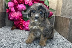 Poppy - Aussiedoodle for sale