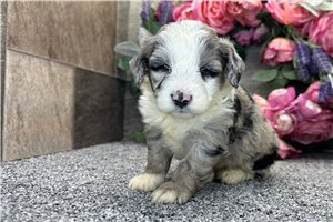 Sully - puppy for sale