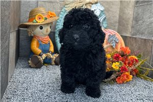 Ricardo - Aussiedoodle for sale