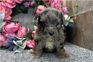 Sabrina - Aussiedoodle for sale