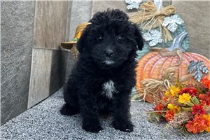 Pandora - Aussiedoodle for sale