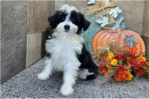Paisley - Aussiedoodle for sale