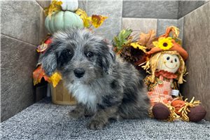 Sabrina - Aussiedoodle for sale