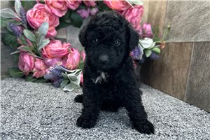 Plato - Aussiedoodle for sale