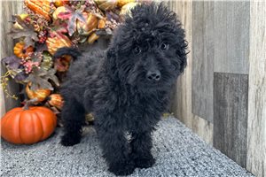Ricardo - Aussiedoodle for sale