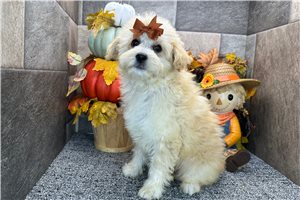 Perdita - Aussiedoodle for sale