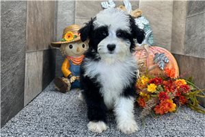 Peaches - Aussiedoodle for sale