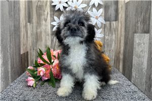 Chip - Aussiedoodle for sale