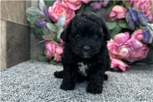 Pandora - puppy for sale