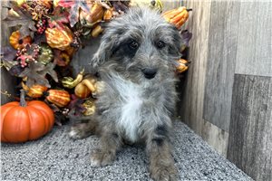 Sabrina - Aussiedoodle for sale