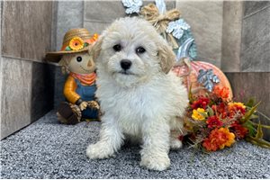Sierra - Aussiedoodle for sale