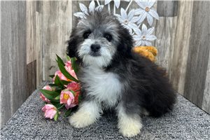 Carrie - Aussiedoodle for sale