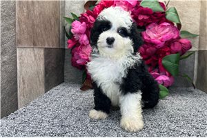 Peaches - Aussiedoodle for sale