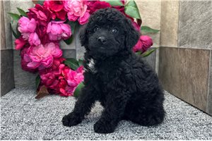 Plato - Aussiedoodle for sale