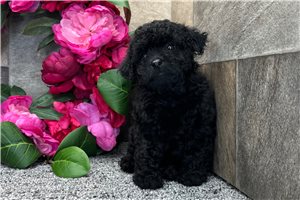Reagan - Aussiedoodle for sale