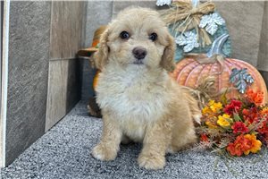 Shauna - Aussiedoodle for sale