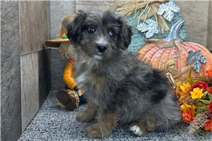 Poppy - Aussiedoodle for sale