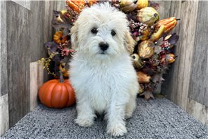 Sierra - Aussiedoodle for sale