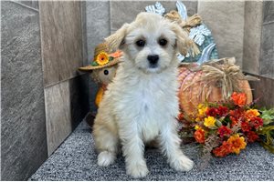 Perdita - Aussiedoodle for sale