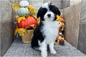 Paisley - Aussiedoodle for sale