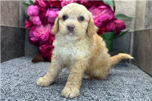 Shauna - Aussiedoodle for sale