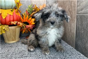 Sabrina - Aussiedoodle for sale