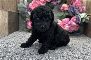 Romeo - puppy for sale