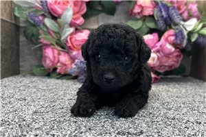 Ricardo - Aussiedoodle for sale
