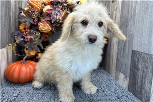 Shauna - Aussiedoodle for sale