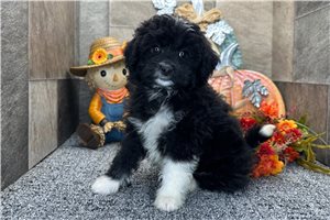 Ruthie - Aussiedoodle for sale