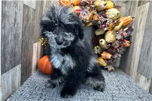 Raya - Aussiedoodle for sale