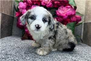 Sully - Aussiedoodle for sale