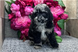 Raya - Aussiedoodle for sale