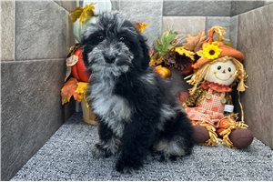 Raya - Aussiedoodle for sale
