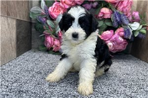 Paisley - puppy for sale