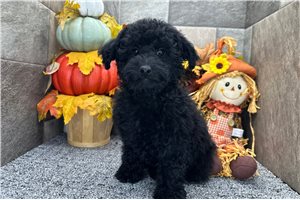 Ricardo - Aussiedoodle for sale