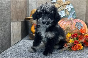Raya - Aussiedoodle for sale