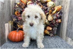 Sadie - Aussiedoodle for sale