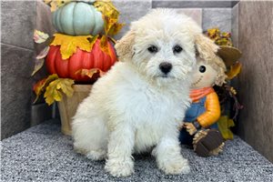 Sierra - Aussiedoodle for sale