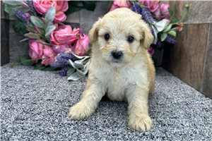 Perdita - puppy for sale