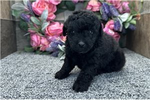 Reagan - puppy for sale